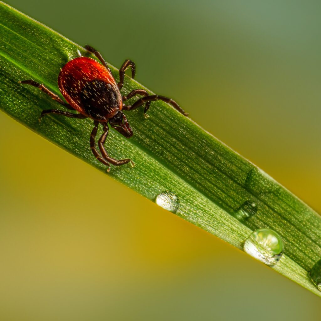 Tick on a leaf