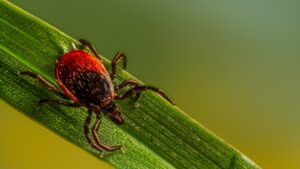 Read more about the article Tick Alert: Protect Your Pet from These Deadly Diseases