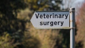 Read more about the article Anesthesia in Pet Surgery: Pt. 1 – What is Anesthesia Anyways?